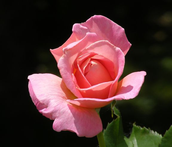 Tiffany photo tif2014_06160013_zps4ecf3a70.jpg